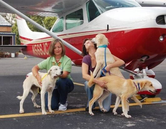 Pilots N Paws