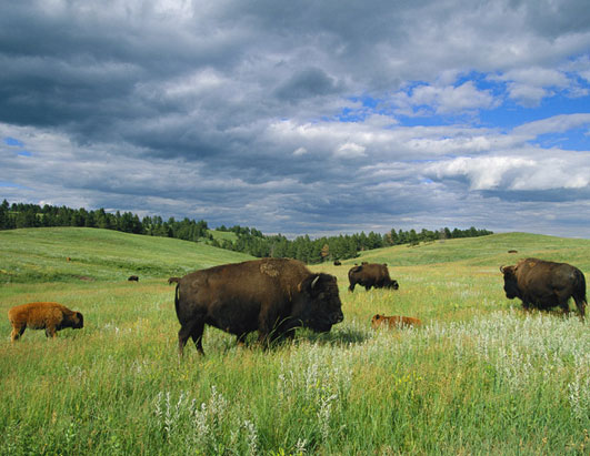 At Custer State Park, springtime means time for bison to add to their 