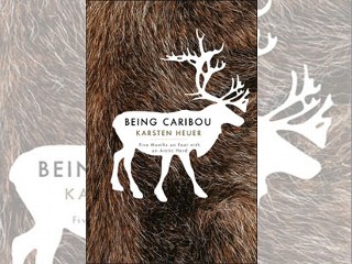 being caribou