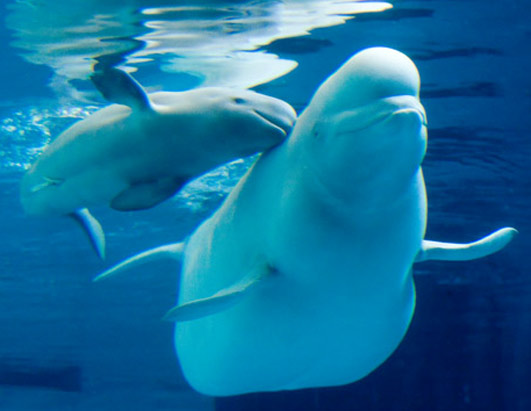 beluga whale facts for kids. eluga whale facts for kids.