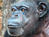 Chimp Retirement Sanctuary 