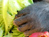 Chimp Retirement Sanctuary 