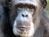 Chimp Retirement Sanctuary 