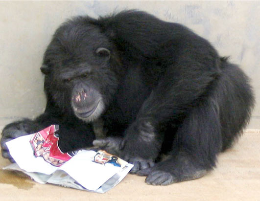 Chimp Retirement Sanctuary 