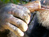 Chimp Retirement Sanctuary 
