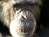 Chimp Retirement Sanctuary 