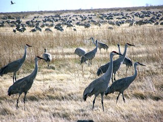 Sandhill cranes feed in barley fields at the Monte Vista National Wildlife Refuge. 
