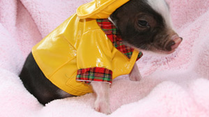 PHOTO Micro Pigs
