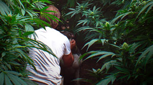 Legal Pot: Death of the Emerald Triangle?