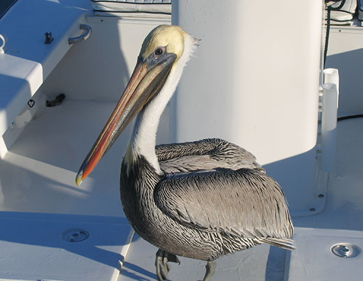 islamorada