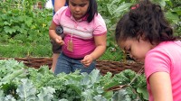PHOTO Children get hands-on education about where food comes from at the New York Restoration Project?s ?Feed The Seed? Summer Camp in New York City.
