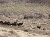 Wild Horses