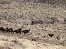 Wild Horses