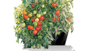 PHOTO: Gardening in small places
