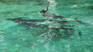 Swimming With Sea-Cows: Living a Dream and Honoring a Legacy