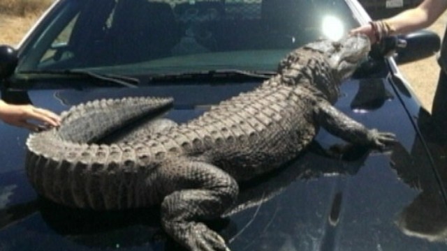 VIDEO: Suspicious activity turns out to be a van from a Zoo education program making a pit stop.