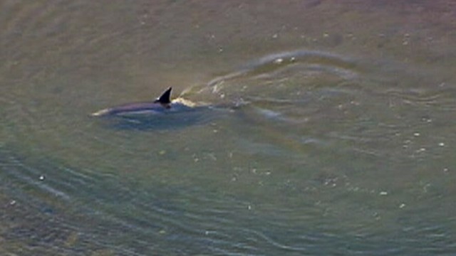 VIDEO: Fish and game officials worked to rescue dolphin in Bolsa Chica wetlands.