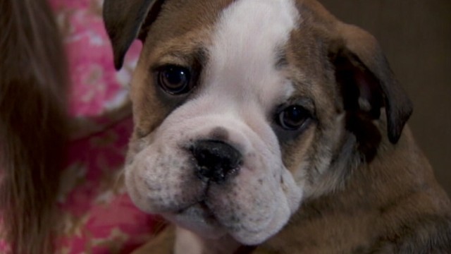 VIDEO: English bulldog taken from Oregon couple at gunpoint was taken to Canada.