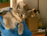 VIDEO: Animal activist and tow truck driver rescue trapped cat after 1000-mile ride from Oregon to California.