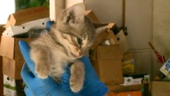 VIDEO: Animal activist and tow truck driver rescue trapped cat after 1000-mile ride from Oregon to California.
