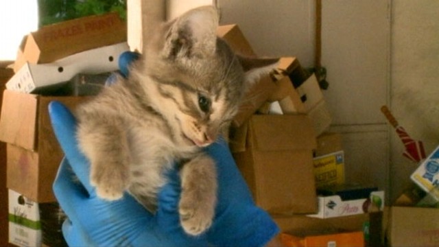 VIDEO: Animal activist and tow truck driver rescue trapped cat after 1000-mile ride from Oregon to California.