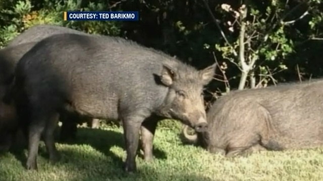 VIDEO: Almaden Country Club manager says the pigs are damaging the property in search of food and water.