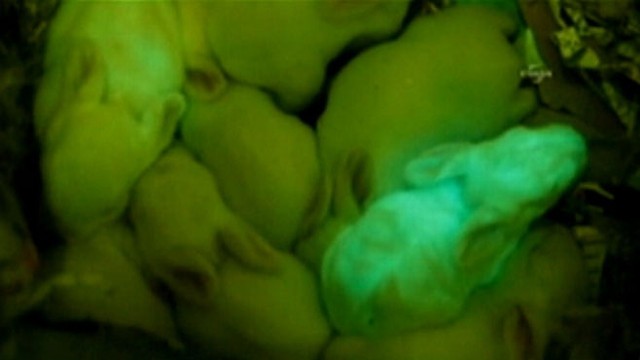 VIDEO: Scientists breed a litter of fluorescent bunnies to trace genetic transfers.