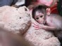 Monkey Gets a Teddy Bear Mom