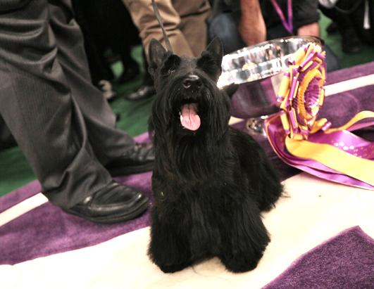 Westminster Dog Show: Pooches on Parade 