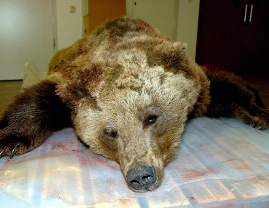 bear