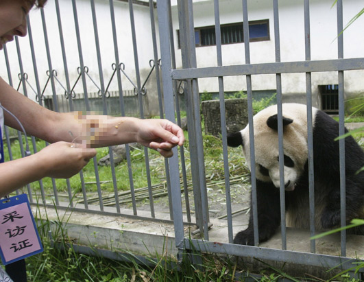 Panda