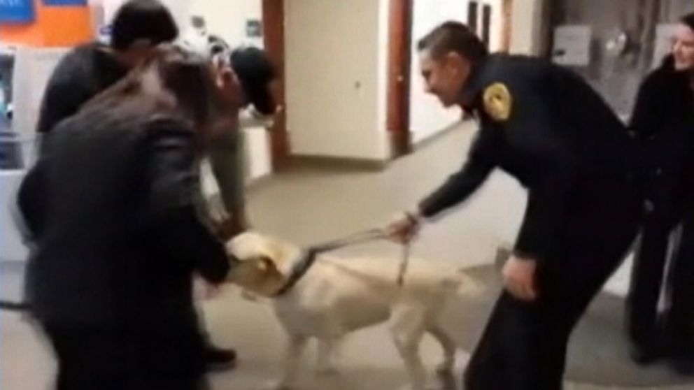 Labrador was returned to its New Jersey family thanks to police officers and a microchip.