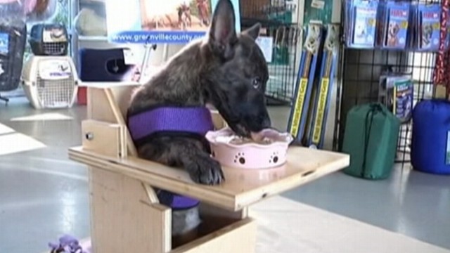VIDEO: Starship must eat in an upright position due to a dilated esophagus.