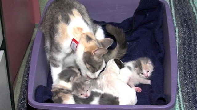 VIDEO: A cat at the Cleveland Animal Protective League is nursing a week-old pit bull puppy back to health.