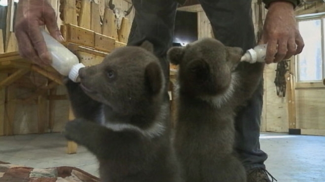 Shalom Wildlife Sanctuary owners David and Lana Fechter took in twins named Lewis and Clark.