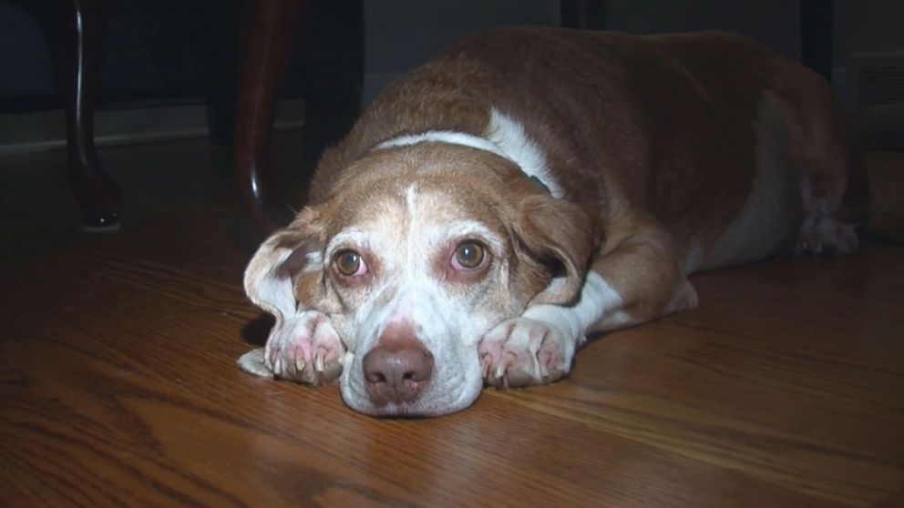 Beagle diagnosed with cancer is living life to the fullest, thanks to his owners.