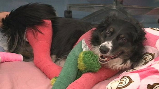 Animal lovers donated to help Iraq War vets badly injured Australian shepherd Molly.