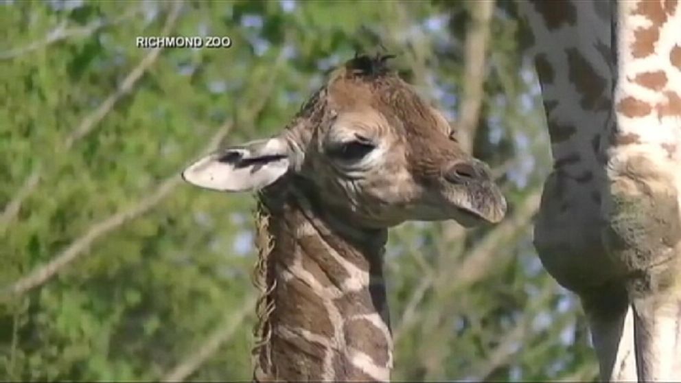 VIDEO: A baby giraffe is born at the Richmond Zoo.