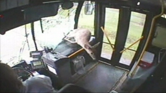 VIDEO: A deer in Pennsylvania flew through a moving buss windshield and escaped with no one injured.