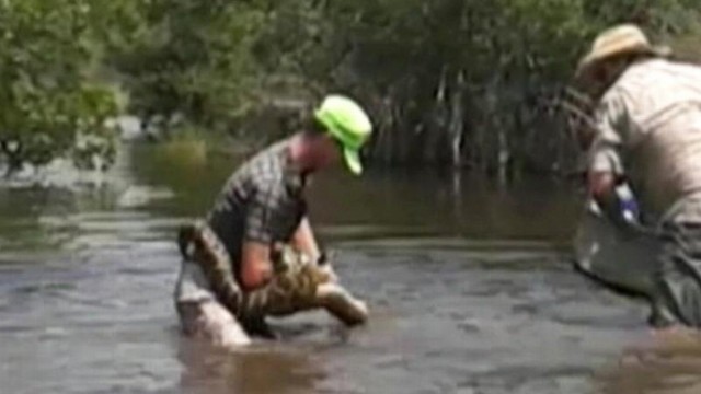 VIDEO: Tommy Owen left his boat of tourists to catch and kill the Florida swamp inhabitant.