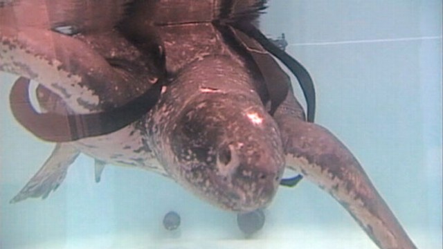VIDEO: The enormous creature, weighing over 600 pounds, washed ashore on Cape Cod.