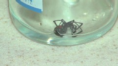 widow spider package grapes finds michigan inside woman