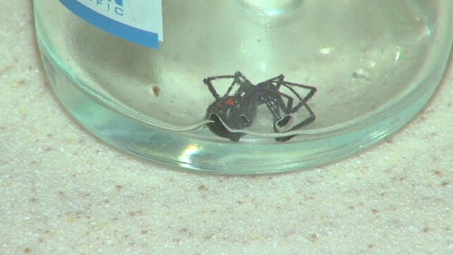 VIDOE: Michigan familys son recognized and killed the venomous spider before anyone was bit.
