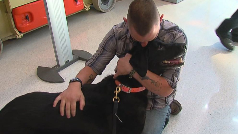 Lance Corporal Jeff DeYoung adopted Cena, a black Lab, who saved his life in Afghanistan.