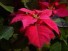 Pet Holiday Hazards
