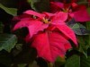 Video Sample