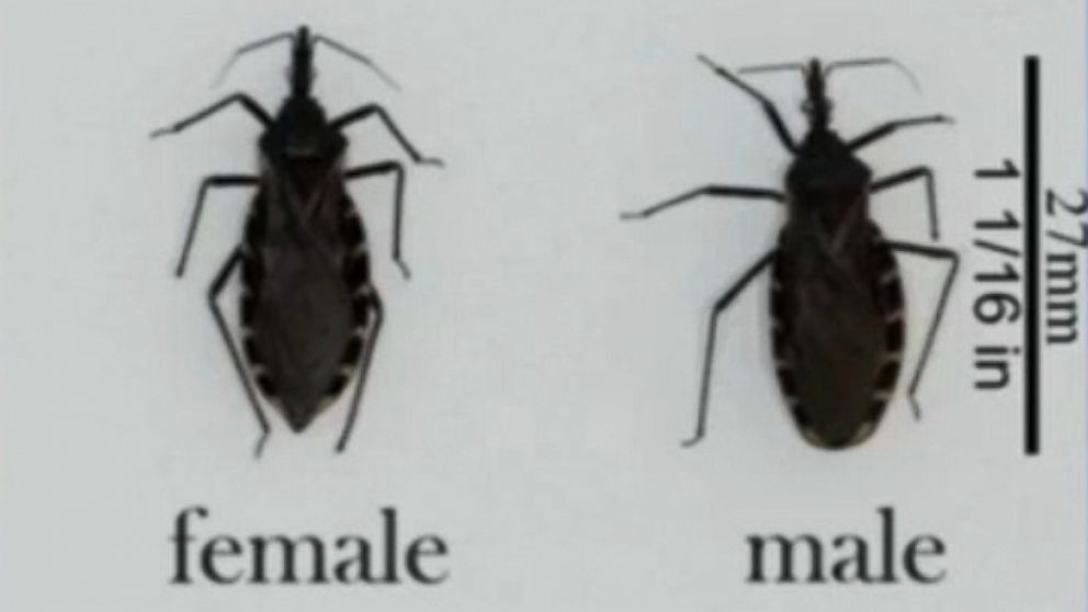 CDC Warns of Deadly 'Kissing Bug' Video - ABC News