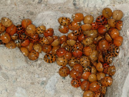 Multicolored Asian Ladybeetle (Courtesy Michael Potter, Univ. of Kentucky)