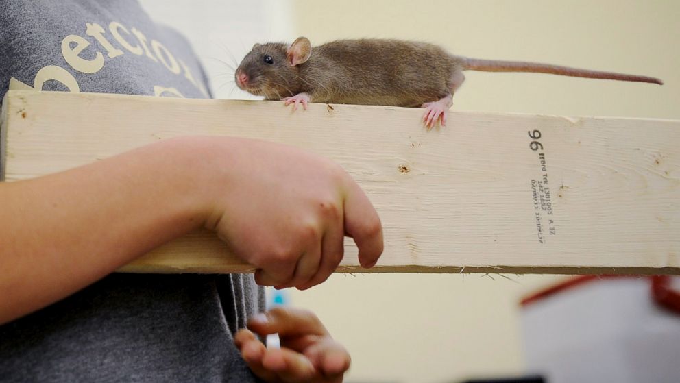 Seoul Virus Spread by Pet Rats Under Investigation in Multiple States