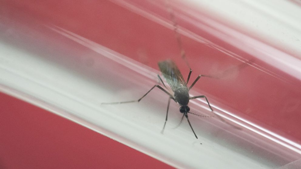 First Outbreak of Locally Transmitted Zika Confirmed in Continental US